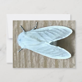 Cartão Postal Inseto White Moth