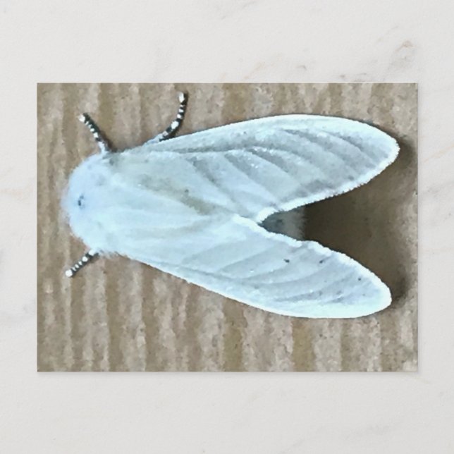 Cartão Postal Inseto White Moth (Frente)