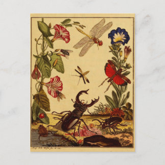 Cartão Postal Insetos 1764