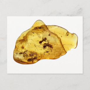 Cartão Postal Insetos dentro de âmbar