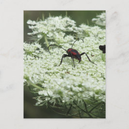Cartão Postal Insetos em Elderflower