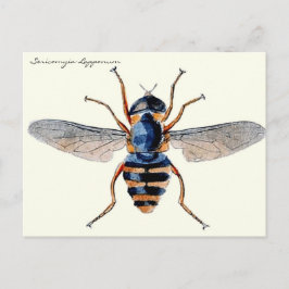 Cartão Postal Insetos Vintage Voam Entomologia Científica