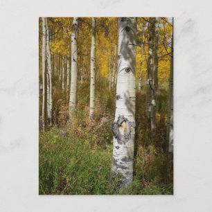 Cartão postal Inspiracional