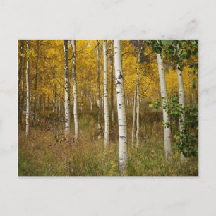 Cartão postal Inspiracional