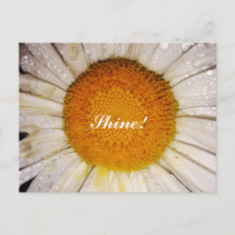Cartão Postal Inspirational Daisy with Dew Drops - Shine!