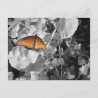 Inspiron Monarch Butterfly Foto Black White