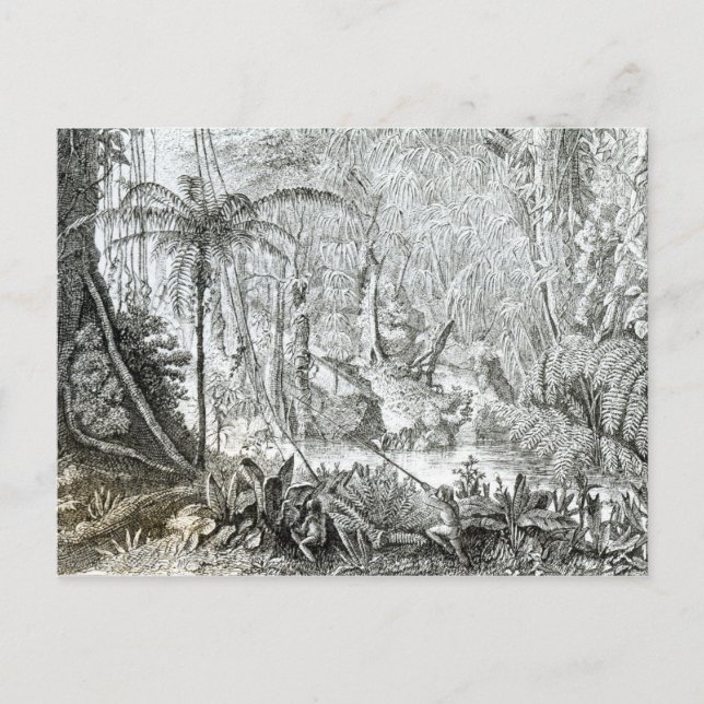 Cartão Postal Interior de Floresta Primeval na Amazônia (Frente)
