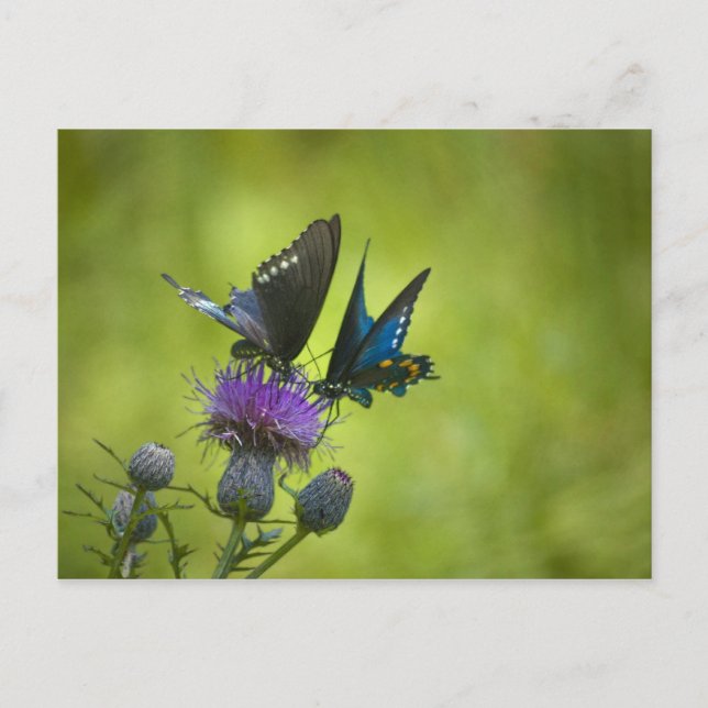 Cartão Postal Interligado (Frente)