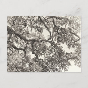 Cartão Postal Intertwined