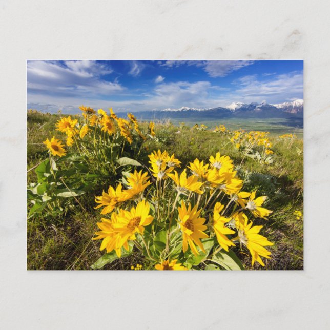 Cartão Postal Intervalo Nacional de Bison (Frente)