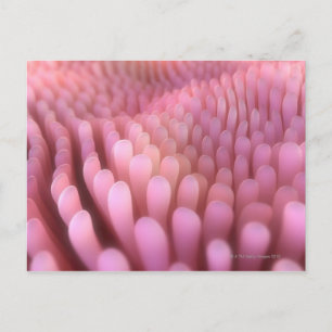 Cartão Postal Intestinal Villi 2