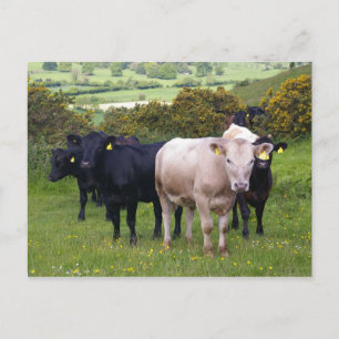 Cartão Postal Invasão