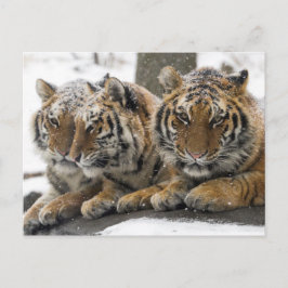 Cartão Postal Inverno de Tigres Enrolado na Neve