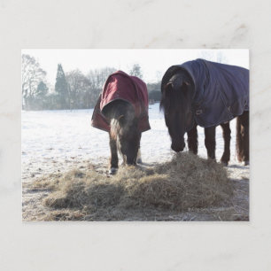 Cartão Postal Inverno em Rural Hertfordshire, Inglaterra