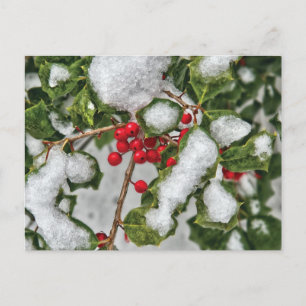 Cartão Postal Inverno - Holly revestida de gelo