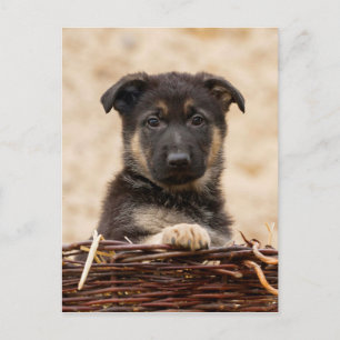Cartão Postal Invólucro Do german shepherd No Soquete