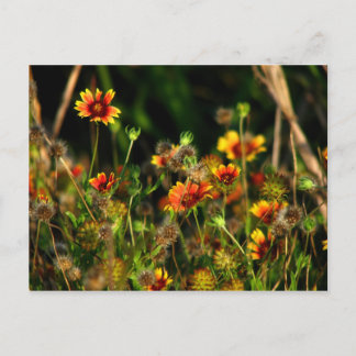 Cartão Postal Invólucro indiano