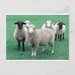 Cartão Postal Iowa Sheep