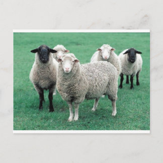 Cartão Postal Iowa Sheep
