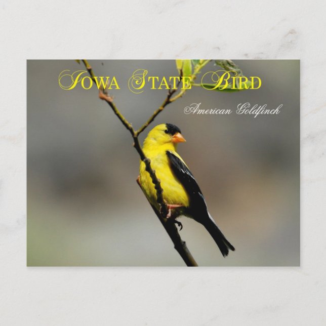 Cartão Postal Iowa State Bird - American Goldfinch (Frente)