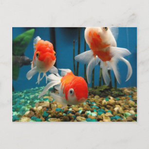 Cartão Postal Ir Peixe
