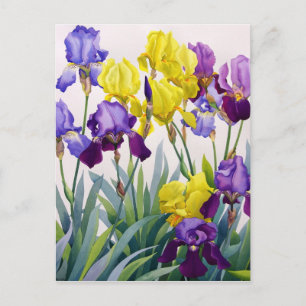 Cartão Postal Íris Amarelo e Roxo