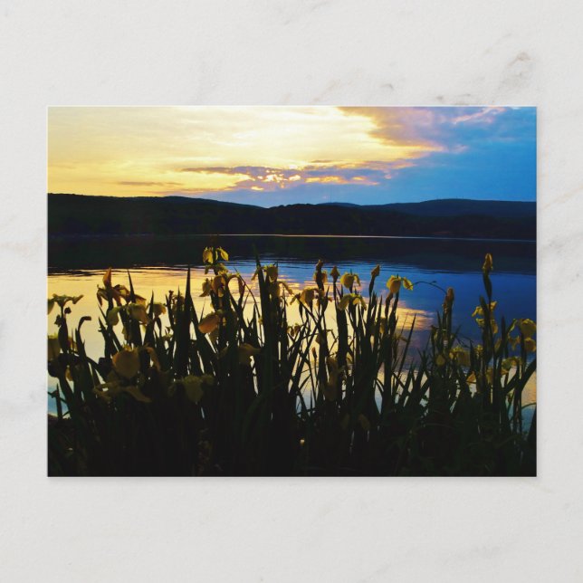 Cartão Postal Íris Amarelo no lago da margem (Frente)