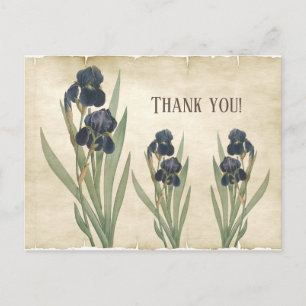 Cartão Postal Iris Barbudo Azul Botânico Vintage Obrigado