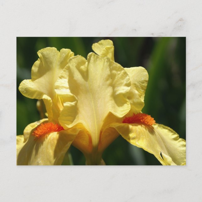 Cartão Postal Iris Beauty (Frente)