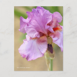 Cartão Postal Iris "Berry Persa" [Cartão Postal] ポ ス ト Equipe カ