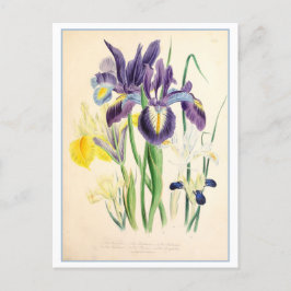 Cartão Postal Iris Botânica Illustração Vintage
