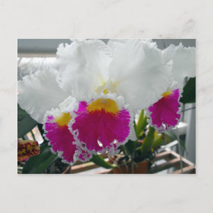 Cartão Postal Íris Branca e Rosa