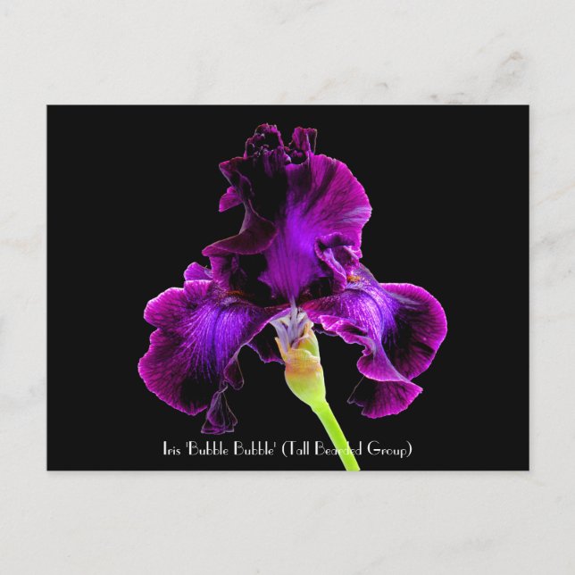 Cartão Postal Iris 'Bubble Bubble'  Collectible Postcards (Frente)