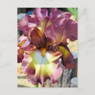 Cartão Postal Iris "Chocolate Royal" [Cartão postal]