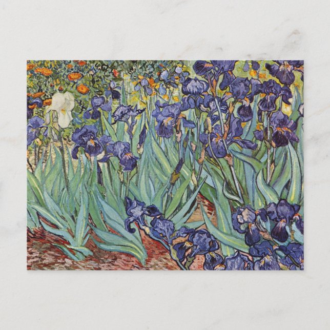 Cartão Postal Íris de Van Gogh Pintura Impressionista (Frente)