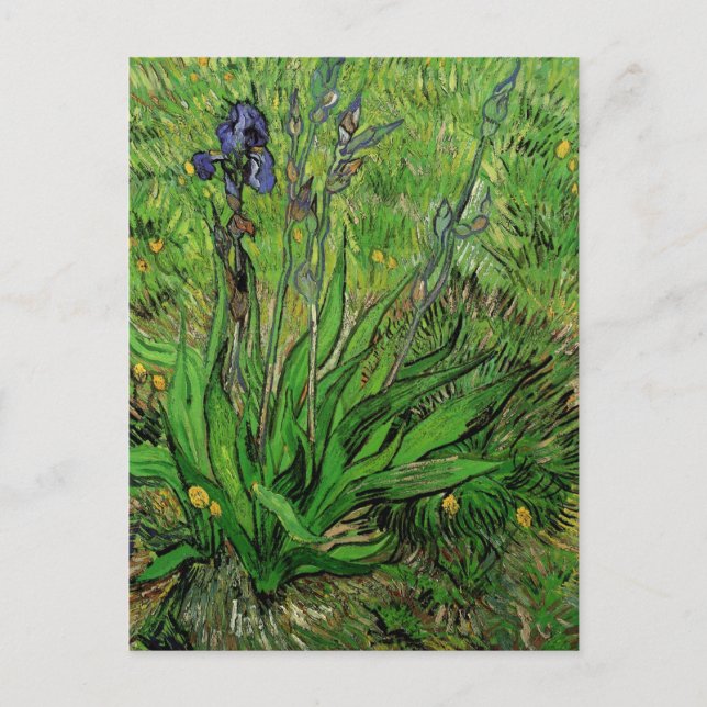 Cartão Postal Íris de Vincent van Gogh, Flores de Jardim Antigo (Frente)