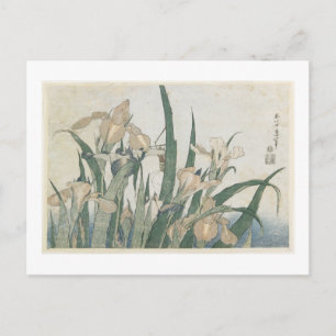 Cartão Postal Iris Flowers and Grafopper, c.1830-31