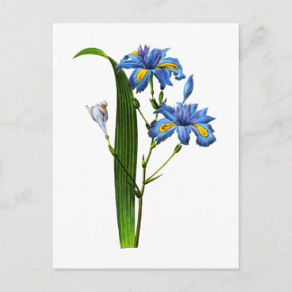 Cartão Postal Iris Frangee por Joseph Pierre Redoute