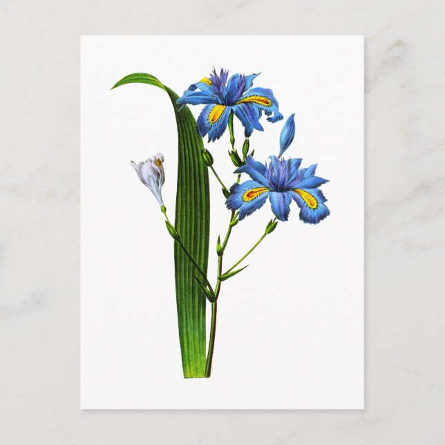 Cartão Postal Iris Frangee por Joseph Pierre Redoute (Frente)