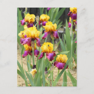 Cartão Postal Iris "Gala Madrid" [Cartão Postal]