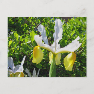 Cartão postal Iris Garden