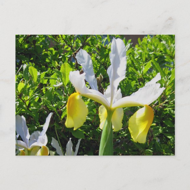 Cartão postal Iris Garden (Frente)