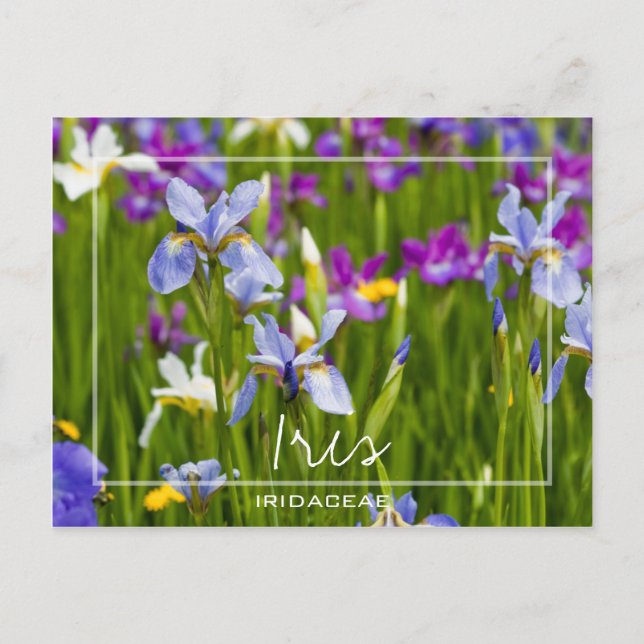 Cartão Postal Iris | Iridaceae Campo De Flores Foto Personalizad (Frente)