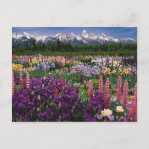 Cartão Postal Iris, Jardim Lupino e Corpo de Teton,