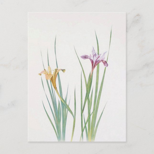 Cartão Postal Iris Macrosiphon por William Dykes (Frente)