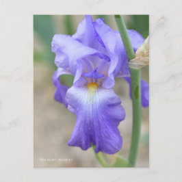 Cartão Postal Iris "Mary Frances" [Cartão Postal] ポ ス ト Equipe カ