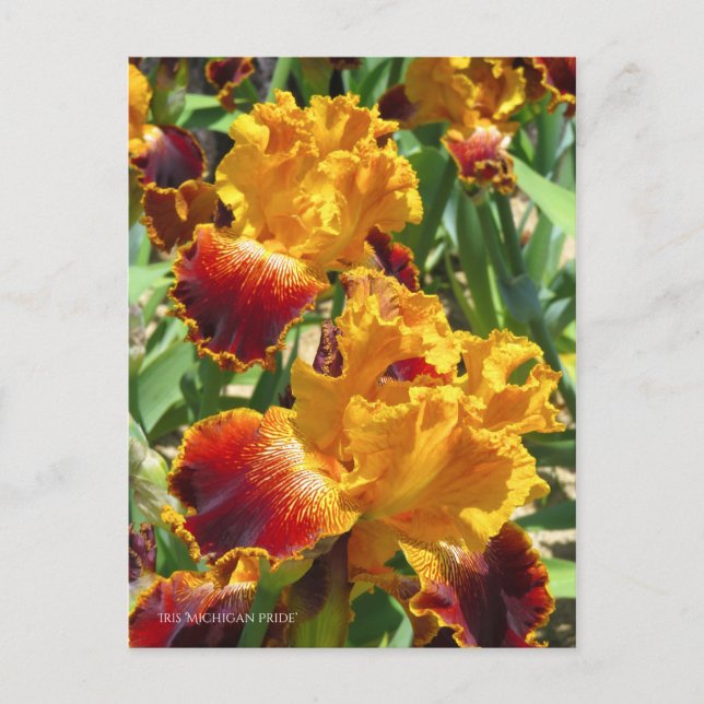 Cartão Postal Iris ‘Michigan Pride’ [Postcard] ポ ス ト Equipe カ (Frente)