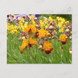 Cartão Postal Iris ‘Michigan Pride’ [Postcard] ポ ス ト Equipe カ