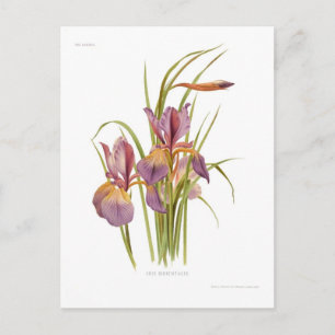 Cartão Postal Iris orientalis