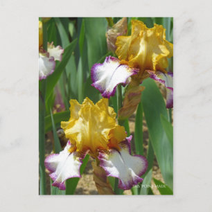 Cartão Postal Iris "Point Made" [Cartão Postal] ポ ス ト Equ